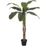 Europalms Bananenbaum, 145cm