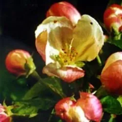 Bachblüten Original Crab Apple 20 ml