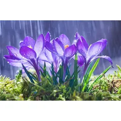 Fototapete PAPERMOON "Blumen im Regen", bunt, B:3,00m L:2,23m, Vlies, Tapeten