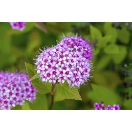 Pflanzen Für Dich Spiraea japonica Froebelii Rote Sommerspiere, 30–40 cm