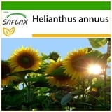 Saflax - Titan - 20 Samen - Mit keimfreiem Anzuchtsubstrat - Helianthus annuus