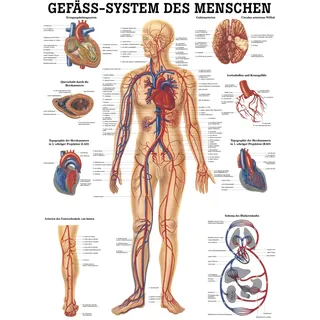 Gefäßsystem Mini-Poster Anatomie 34x24 cm medizinische Lehrmittel, Nicht Laminiert