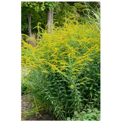 Solidago rugosa 'Fireworks', Goldrute, leuchtend gelb, ca. 9x9 cm Topf