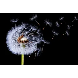 Fototapete PAPERMOON "Photo-Art BESS HAMITI, LÖWENZAHN WEHT", bunt, B:3,50m L:2,60m, Vlies, Tapeten