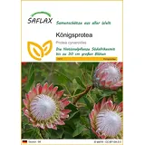SAFLAX - Königsprotea - 5 Samen - Protea cynaroides