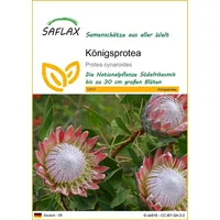 SAFLAX - Königsprotea - 5 Samen - Protea cynaroides