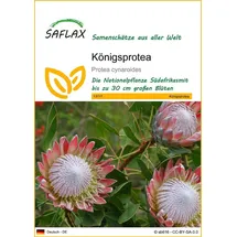 SAFLAX - Königsprotea - 5 Samen - Protea cynaroides