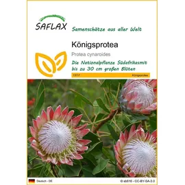 SAFLAX - Königsprotea - 5 Samen - Protea cynaroides