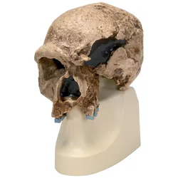 Schädelreplikat Homo steinheimnensis (Berkhemer, 1936)