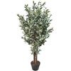 Olivenbaum 50 x50 x 120 cm
