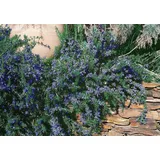 Pflanzen Für Dich Rosmarinus officinalis Corsican Blue' Rosmarin Blau Ca. 9x9 cm Topf