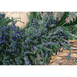 Pflanzen Für Dich Rosmarinus officinalis Corsican Blue' Rosmarin Blau Ca. 9x9 cm Topf