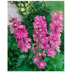 Delphinium Pacific 'Astolat', Rittersporn, rosa-lila, ca. 9x9 cm Topf
