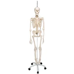Menschliches Skelett Modell "Feldi", lebensgroß mit flexibel montierten Gelenken...