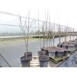 gruenwaren jakubik Indianerbanane 180 cm Asimina triloba Sunflower Papau Pawpaw, winterhart