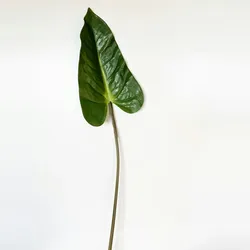 Wellhome Kunstpflanze Anthurium Blatt Dekoration 89 cm aus Gummi