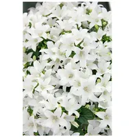Pflanzen Für Dich Campanula cochleariif.'Bavar.White', Glockenblume, weiß, ca. 9x9