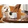 Petcube Cam 360 Kamera Weiß