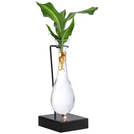 Dehner Waterplant Drachenbaum, Dracaena fragrans Burley, mit LED, Grün