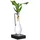 Dehner Waterplant Drachenbaum, Dracaena fragrans Burley, mit LED, Grün