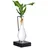 Dehner Waterplant Drachenbaum, Dracaena fragrans Burley, mit LED, Grün