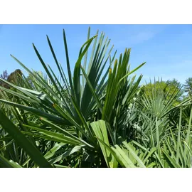 grünwaren XXL Palme winterhart 180 - 190 cm Trachycarpus fortunei, Hanfpalme,