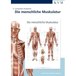 Lernposter Anatomie