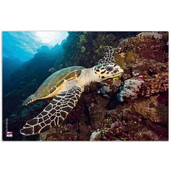 VELOFLEX Schreibtischunterlage Kunststoff Schildkröte
