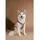 Kentucky Active Velvet Hundehalsband Orange 48-70 cm