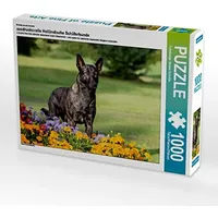 Calvendo Ein Motiv aus dem Kalender ausdrucksvolle Holländische Schäferhunde