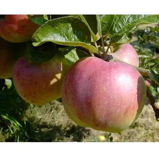 Apfelbaum Ontario  (Malus domestica Ontario, Erntezeit: Oktober)