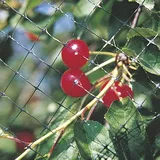 Vogelschutznetz aus Nylon. Geeignet für Angewandt werden direkt auf Kulturen A Schutz-Früchte, Aussaat und Gemüse. Schützt vor Angriffen von Vögeln. Leicht und strapazierfähig, sich feuchtem mit Leichtigkeit. Nicht schadet die Kulturen, nicht schadet