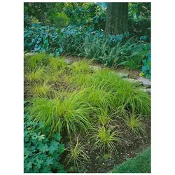 Carex montana 'Raureif', Berg-Segge, grün, ca. 9x9 cm Topf