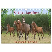 Calvendo Vollblutaraber - Schönheit und Adel (Wandkalender 2026 DIN