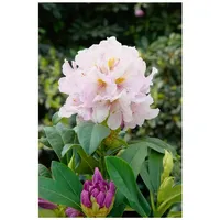 Pflanzen Für Dich Rhododendron Hybr. 'Eskimo', weiß, 30–40 cm