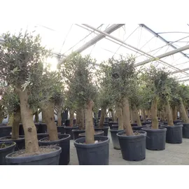 grünwaren Olivenbaum Bonsai 160 cm Olive beste Qualität, Stammumfang 30 - 40 cm, winterhart, Olea Europaea