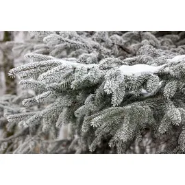 Pflanzen Für Dich Weihnachtsbaum Nordmanntanne 160- 180