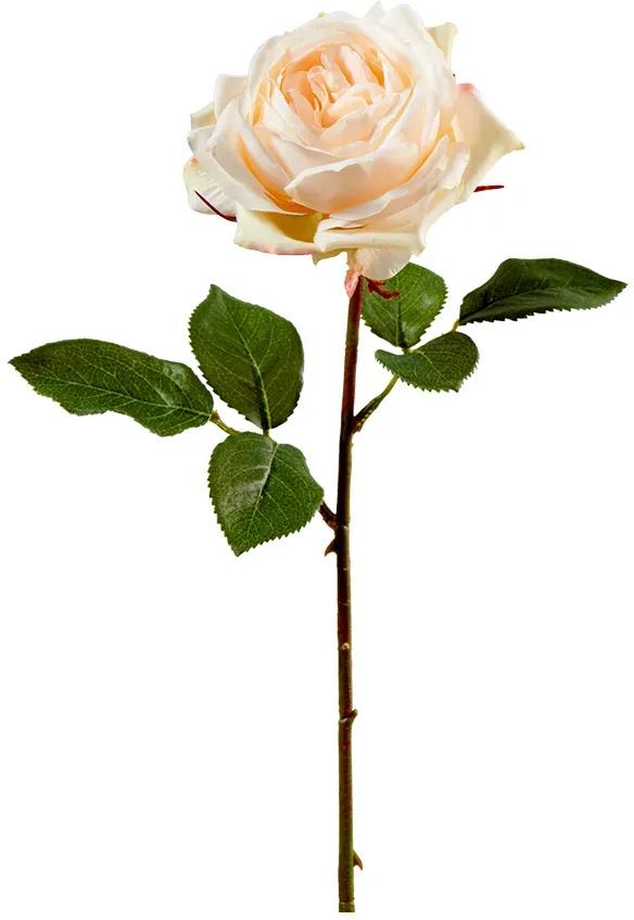 Rose 38cm creme