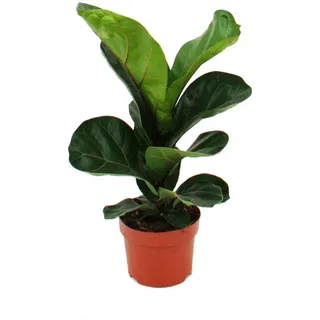 EXOTENHERZ Ficus lyrata, Geigenfeige 12cm Topf