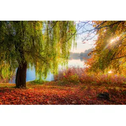 Fototapete PAPERMOON "HERBST-SEE-SONNE WALD UFER WASSER WALD BÄUME STRAND", bunt, B:2,50m L:1,86m, Vlies, Tapeten