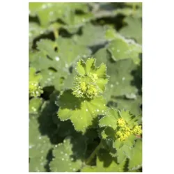 Alchemilla mollis 'Thriller', Frauenmantel, ca. 9x9 cm Topf