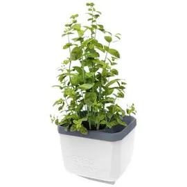 Gusta Garden Herbs Buddy 15,3 x 14,8 x 16,5 cm Weiß
