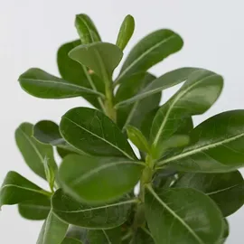 Plant in a Box - Adenium obesum Höhe 25-40cm