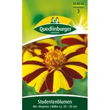 Quedlinburger Studentenblume ''Mr. Majestic''