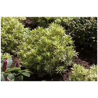 Pflanzen Für Dich Pieris japonica 'Variegata', Japanische Lavendelheide, 20–25