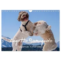 Calvendo Lagotto Romagnolo Tanzende Trüffelnasen (Wandkalender 2026 DIN A4