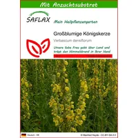 SAFLAX - Großblumige Königskerze - Verbascum densiflorum
