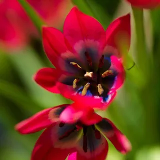 Plant in a Box - Tulpenzwiebeln - 40 Stk - Tulipa 'Little Beauty' - Blumenzwiebeln - Rot