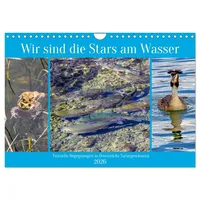 Calvendo Wir sind die Stars am Wasser (Wandkalender 2026