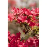 pflanzen-für-dich.de – Japanische Azalee 'hino-crimson' Rhododendron Obt.'hino-crimson' C 2 20- 25